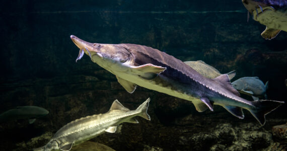 Sturgeons swims underwater