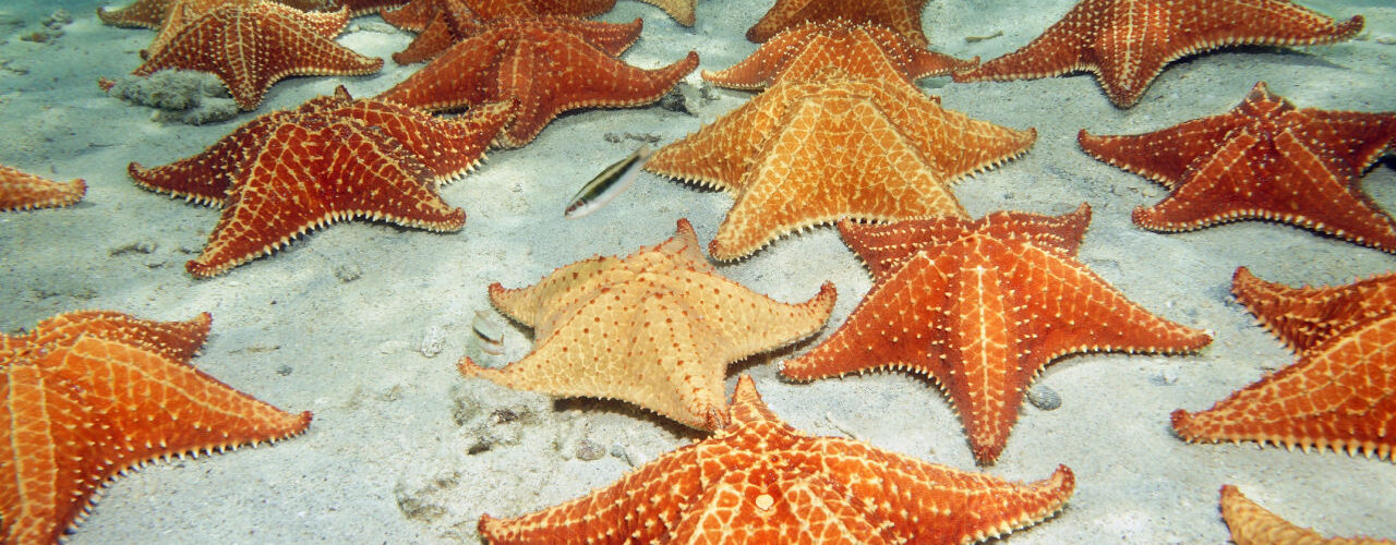 starfish facts