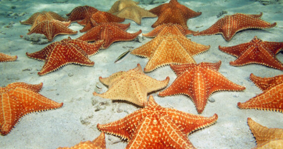 starfish facts