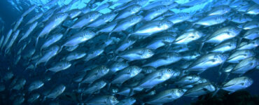 A big school of pelagic fish