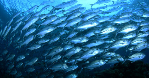 A big school of pelagic fish