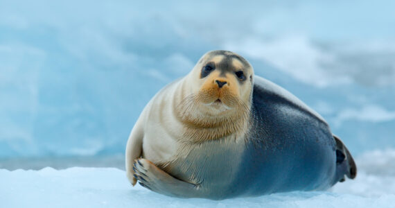 a bearded sea on the ice in the arctic