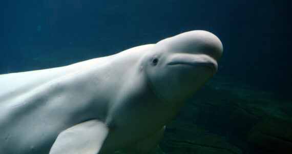 a beluga whale swimming underwater