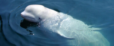 Beluga Whale