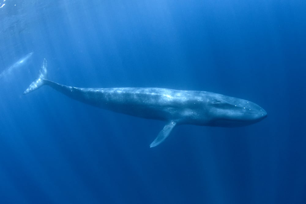 Blue Whale underwater