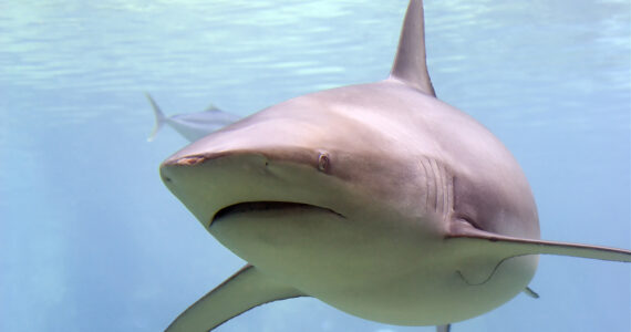 Whaler Reef Shark