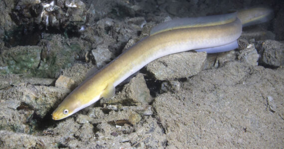 Eel fish