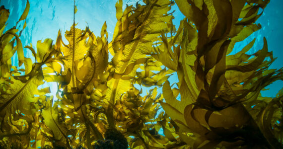 Forest of Seaweed