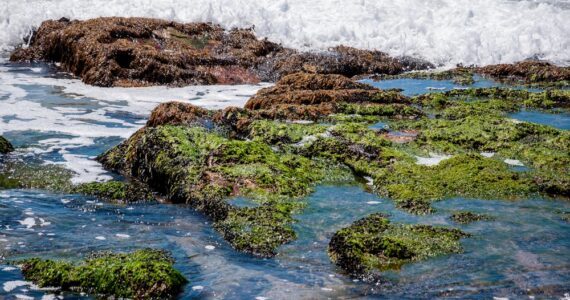green algae covering rocks on the shore