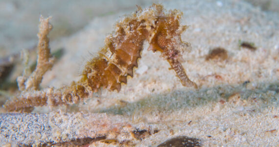 Juvenile zebra snout seahorse eating