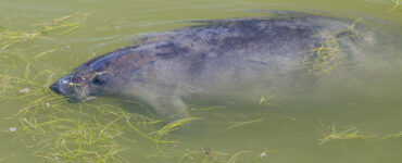 a manatee swimming in florida