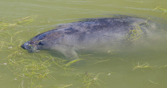 a manatee swimming in florida