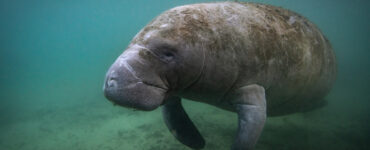 a manatee swimming underwater