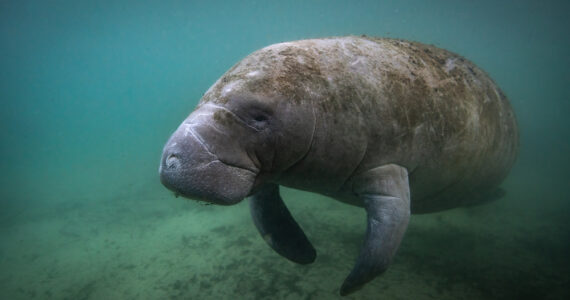 a manatee swimming underwater