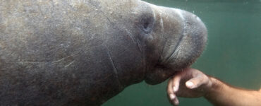 Manatee being touched by a human