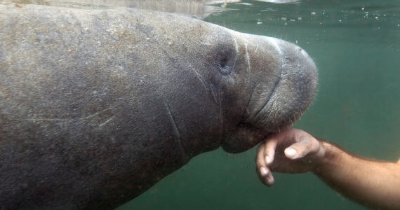 Manatee being touched by a human