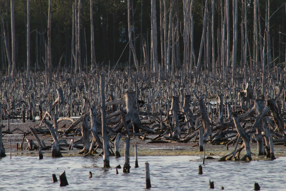 Mangrove forests that are invaded by humans