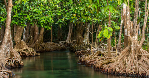 Mangrove trees along the turquoise green water