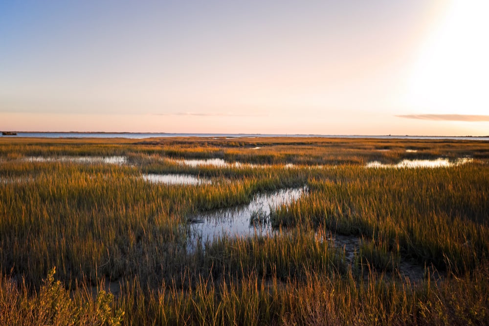 Saltmarsh on the Virginia coast