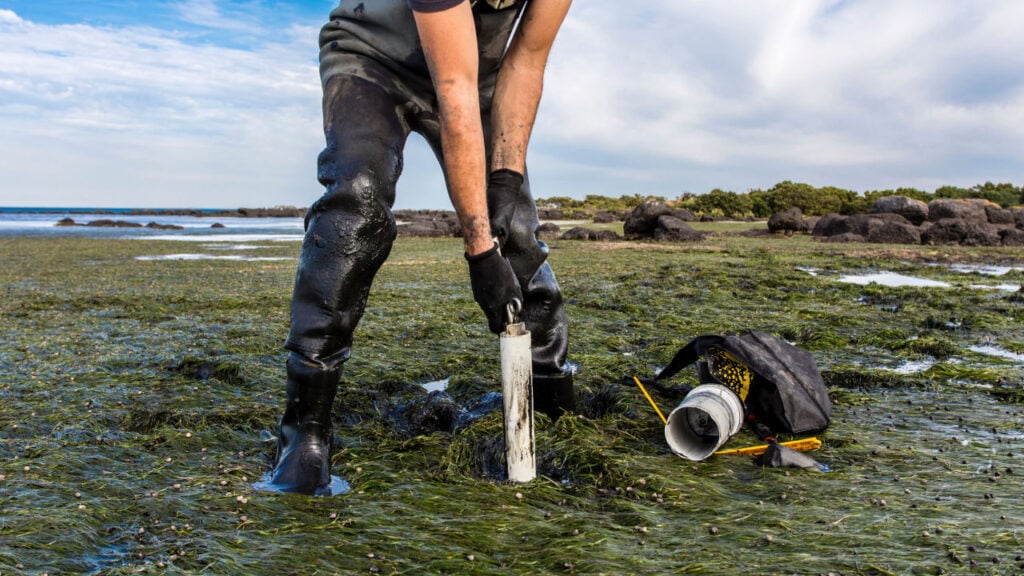 Scientist collecting a sediment core to asses carbon sequestration rates in the sediment of a tidal seagrass bed.