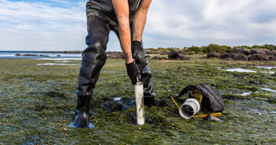 Scientist collecting a sediment core to asses carbon sequestration rates in the sediment of a tidal seagrass bed.