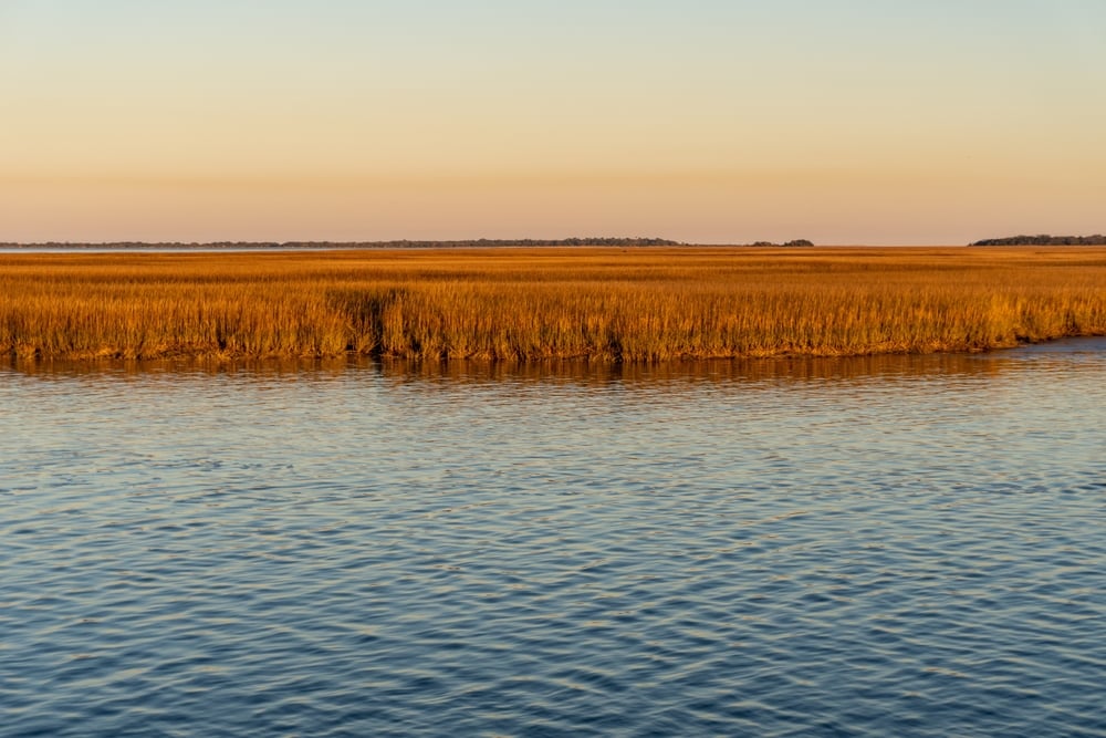 Sea grass on salt marsh