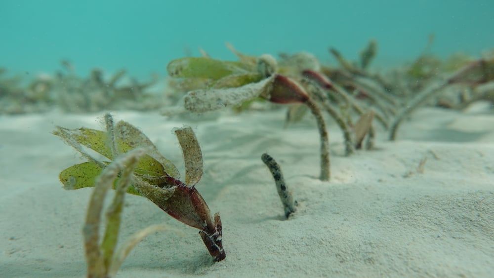 Seagrass meadows sequester blue carbon