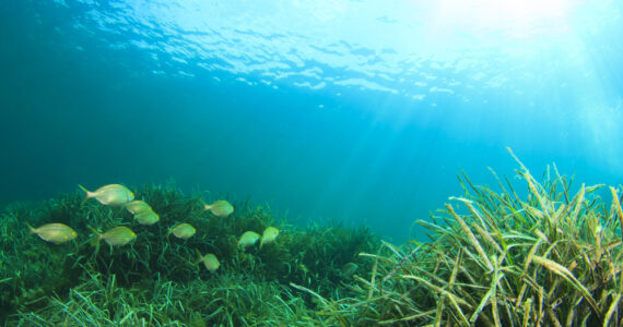 seaweed and coral underwater with fish swimming nearby