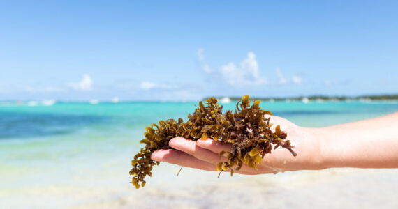 Seaweed grass