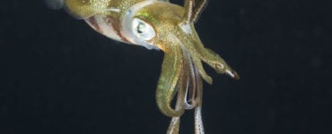 Squid underwater at night