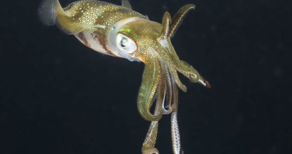 Squid underwater at night