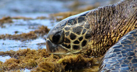 a sea turtle eating seaweed