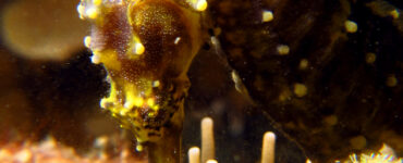 a yellow thorny seahorse eating food