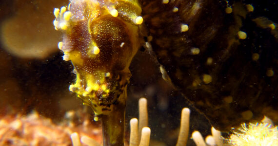 a yellow thorny seahorse eating food