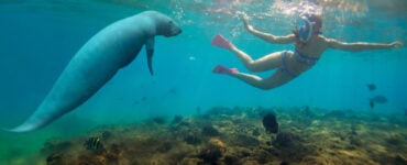 are manatee dangerous