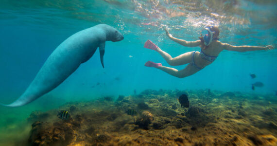 are manatee dangerous