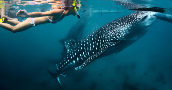 are whale sharks dangerous