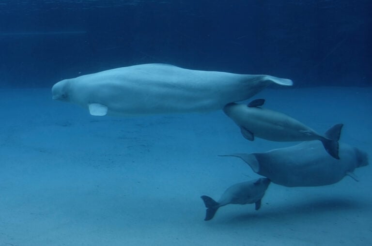 How Long Can a Whale Hold Its Breath?