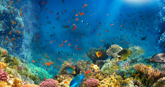 biggest coral reef