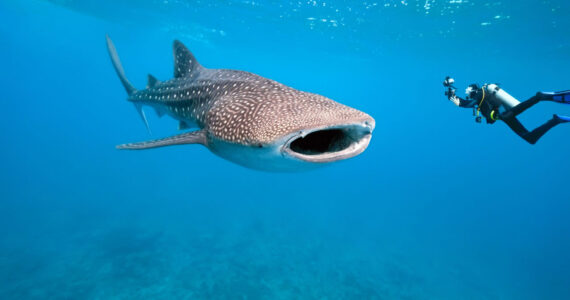 biggest fish in the ocean