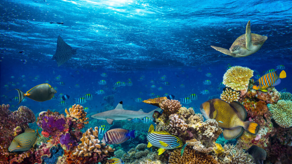 Coral Reef Animals List