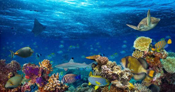 coral reef landscape with colorful fish and marine life