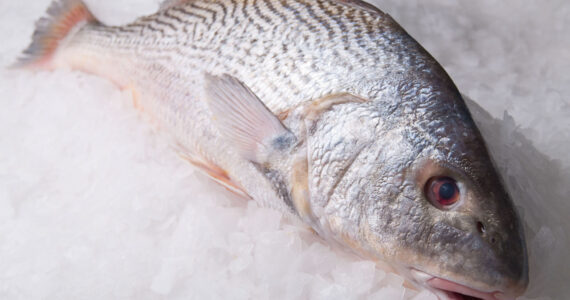 croaker fish