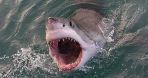 dangerous and deadly sharks