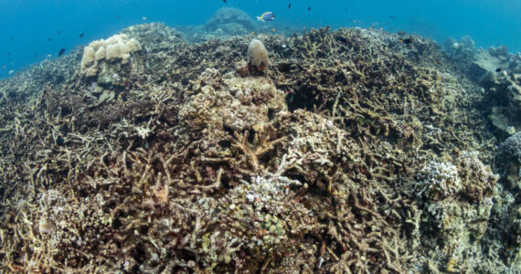 dead coral reef