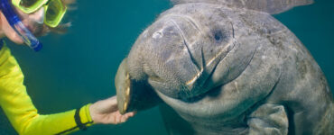 a person snorkeling and touching a manatee