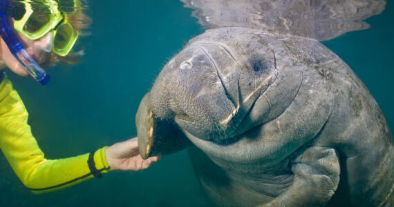 a person snorkeling and touching a manatee