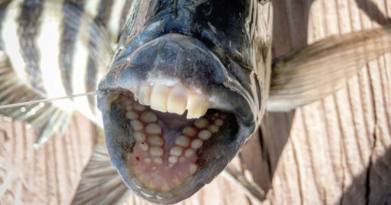 fish with human teeth