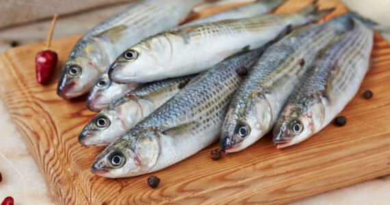 fresh fish mullet
