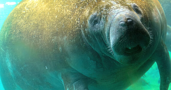 an enormous manatee swimming underwater